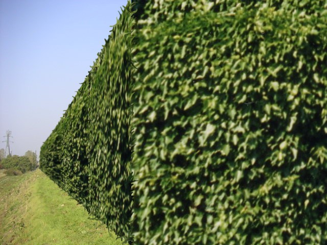 Kottingbrunn 004_1